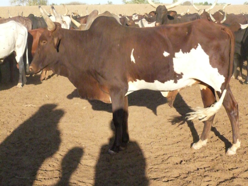 Baagiri Ceeyeri